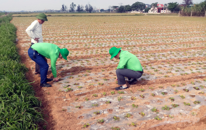 Cán bộ Trung tâm Chăm sóc phục vụ nông dân Việt Nam hướng dẫn bà con nông dân kỹ thuật canh tác cây lạc trên địa bàn tỉnh Nghệ An. Ảnh: Công ty Tiến Nông.