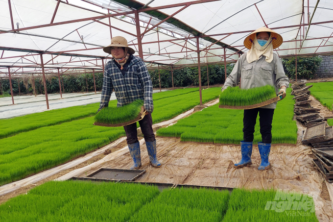 Vụ thu mùa 2021 tại Thanh Hóa được dự đoán sẽ gặp nhiều khó khăn do nguy cơ thiếu nguồn lúa giống và giá vật tư đầu vào tăng cao. Ảnh: Võ Dũng.