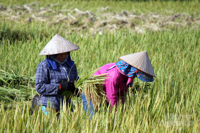 Do địa hình ruộng bậc thang, trên những thửa ruộng, đồng bào các dân tộc chủ yếu vẫn sử dụng liềm để cắt lúa mà không có sự hỗ trợ của máy móc. Ảnh: VD.