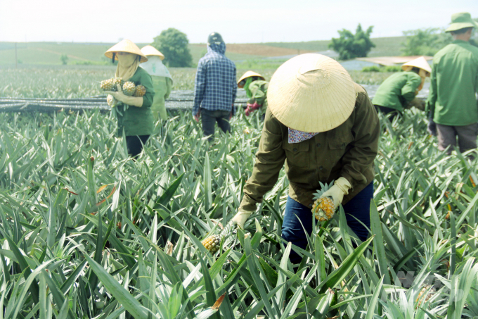 Dứa chính vụ tại Thanh Hóa được mùa, được giá nên nông dân đang tập trung bước vào mùa thu hoạch. dứa. Ảnh: VD.