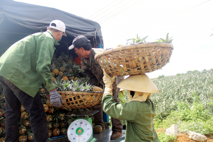 Cánh đồng dứa tấp nập xe ra vào thu mua đem đi nhập cho các công ty chế biến và đưa vào Nam, ra Bắc tiêu thụ. Ảnh: VD.