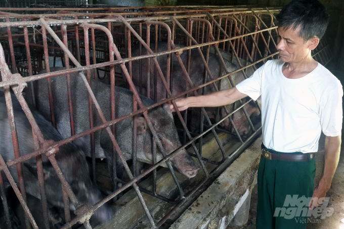 Với kế hoạch thành lập Trạm Chăn nuôi và Thú y, Thanh Hóa đặt quyết tâm phát triển ngành chăn nuôi đáp ứng nhu cầu trong tỉnh, trong nước và hướng tới xuất khẩu bền vững. Ảnh: VD.