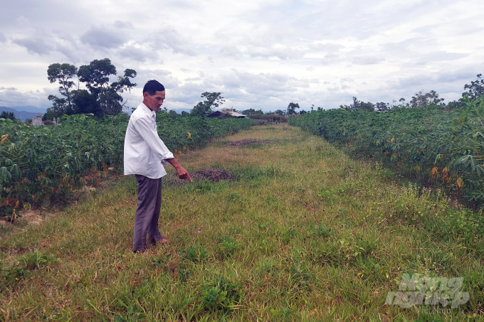 Niên vụ 2019-2020, dịch khảm lá sắn tấn công, một số hộ dân tại vùng dịch trên địa bàn tỉnh Thừa Thiên - Huế  được khuyến cáo đã cho đất nghỉ để tiêu diệt nguồn bệnh. Ảnh: VD.