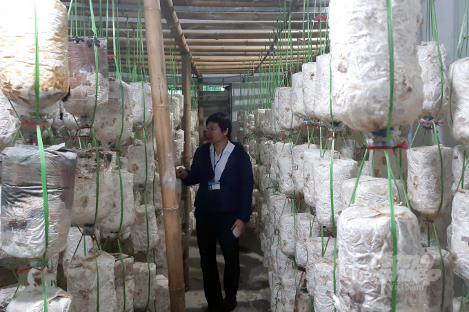 Mô hình trồng nấm rơm, nấm sò đã mang lại hiệu quả kinh tế cao cho nhiều hộ dân ở huyện A Lưới. Ảnh: Công Điền. 
