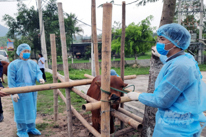 Sử dụng vacxin 6PD50 Aftogen đã mang lại hiệu quả trong việc phòng chống bệnh lở mồm long móng tại Thanh Hóa. Ảnh: Võ Dũng.
