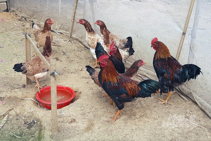 Sau 6 tháng triển khai, mô hình nuôi gà bán chăn thả tại bản Sa Ná thuộc Chương trình Không còn nạn đói đã cho kết quả khả quan và dân bản đang nhân rộng. Ảnh: VD.