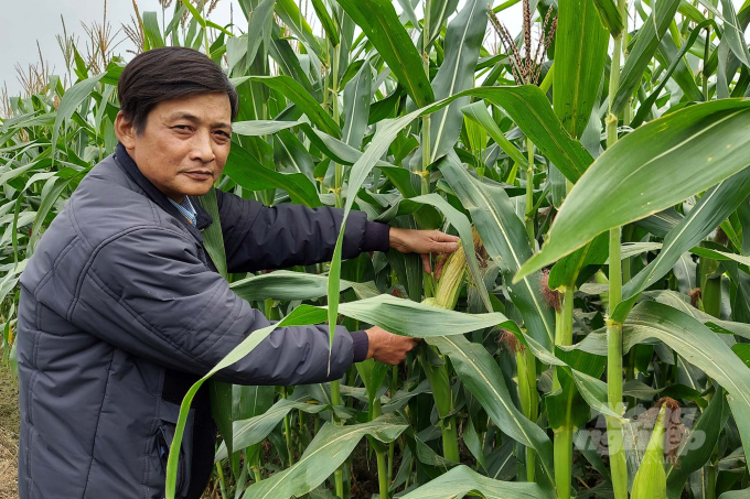 Nghị quyết số 13 của Ban Chấp hành Đảng bộ tỉnh Thanh Hóa đang tạo ra những hiệu ứng tích cực trong sản xuất nông nghiệp. Ảnh: Việt Khánh.