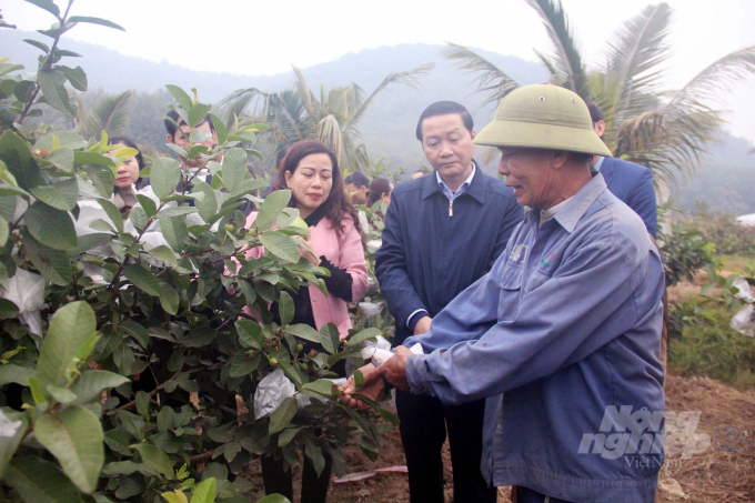 Ông Đỗ Minh Tuấn, Chủ tịch UBND tỉnh Thanh Hóa thăm mô hình trồng ổi tại huyện Thạch Thành. Đây là một trong những mô hình tích tụ, tập trung đất đai cho hiệu quả kinh tế cao. Ảnh: Việt Khánh.