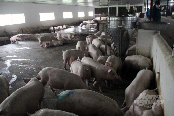 Người chăn nuôi Thanh Hóa tái đàn, tăng cường các biện pháp chăn nuôi an toàn sinh học để đảm bảo cung ứng mặt hàng thịt các loại cho thị trường tết. Ảnh: Việt Khánh.