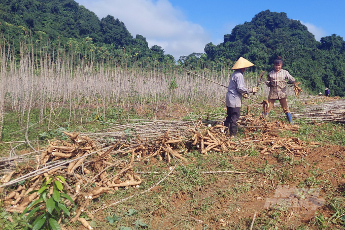 Ngành nông nghiệp tỉnh Thanh Hóa ban hành các giải pháp giải quyết tình trạng thu mua sắn nguyên liệu không đồng nhất. Ảnh: VD.