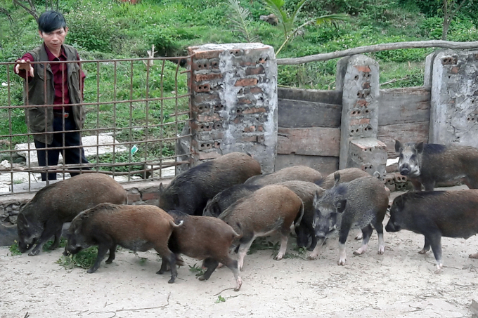 Thanh Hóa trở thành tỉnh đầu tiên của khu vực Bắc Trung bộ công bố hết dịch tả lợn châu Phi. Ngành chức năng khuyến cáo người dân chăn nuôi an toàn sinh học. Ảnh: VD.