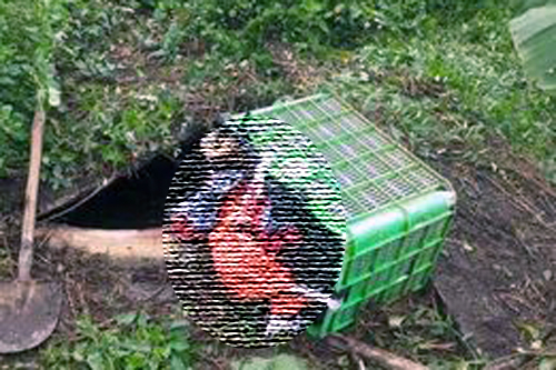 Thi thể nạn nhân T. được phát hiện trong chiếc sọt nhựa dưới bể bioga nhà đối tượng Nguyễn Thị Vuông. Ảnh: XC.