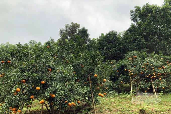 Những ngày cuối năm, nông dân Hà Tĩnh tất bật thu hoạch cam bên những khu vườn tràn ngập sắc đỏ, vàng. Ảnh: DH.