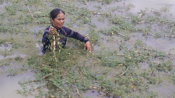 Làng rau nhút ở TPHCM Quanh năm trầm mình dưới nước không ngày nghỉ Tết