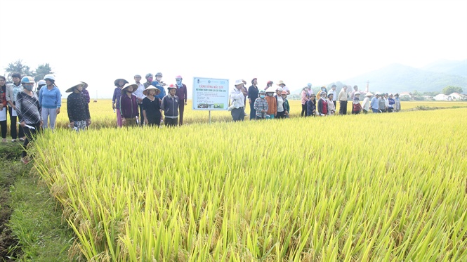 Cánh đồng lúa canh tác cải tiến sừng sững trước mưa giông  Hiệp hội Lương  thực Việt Nam