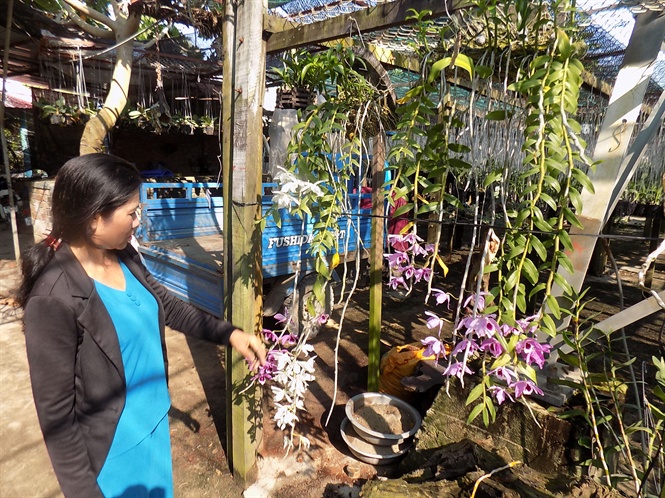 Tình hình sản xuất nuồi trồng hoa lan trên thế giới và ở Việt Nam