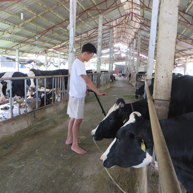 Làm giàu từ mô hình nuôi bò sữa ở Châu Thành Tiền Giang  Kỹ Thuật Nông  Nghiệp