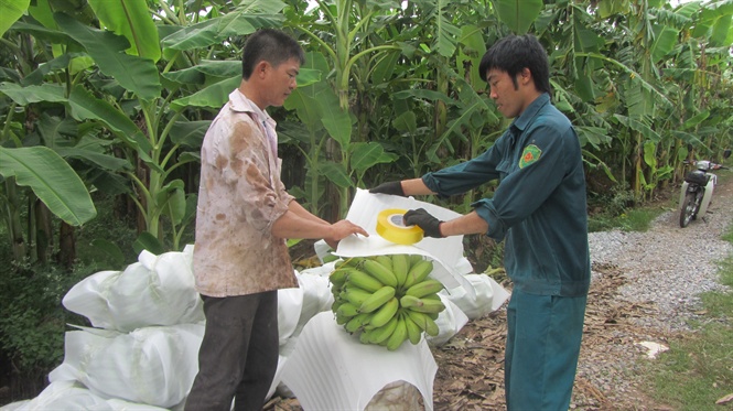 Hiệu quả từ mô hình trồng chuối ở vùng rừng U Minh Hạ  Kinh nghiệm làm ăn   Báo ảnh Dân tộc và Miền núi