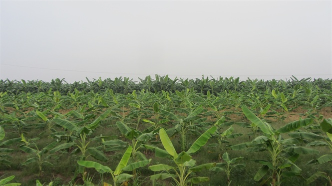 Hiệu quả kinh tế cao từ mô hình trồng chuối tây tại xã Quảng Phong huyện  Hải Hà
