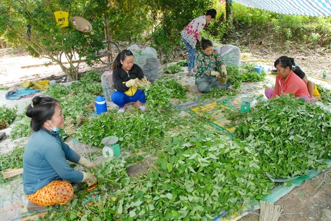 Nông dân trồng rau diếp cá thu lãi đến hơn 300 triệu đồngha