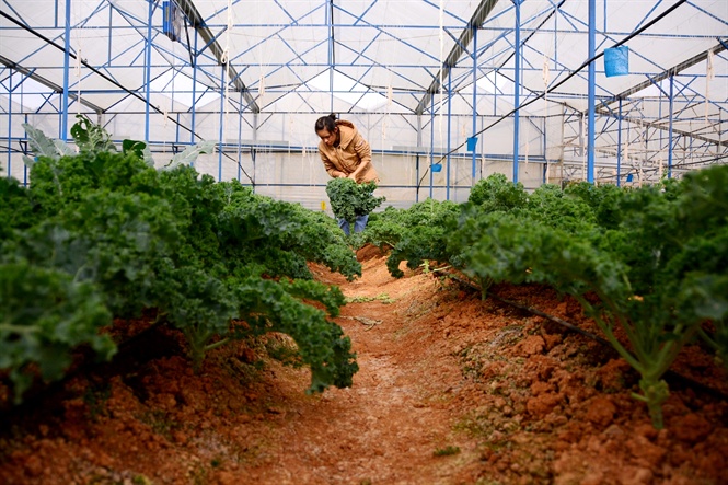 Nông dân sân thượng đua nhau trồng rau cải cổ thụ  VnExpress