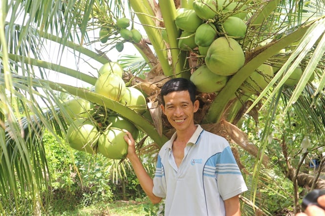 Cây dừa Bán mua trồng cây dừa xiêm cây dừa bắc công trình giá rẻ
