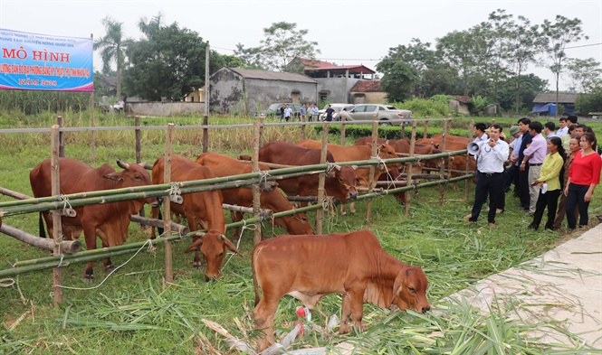 Mô hình nuôi trâu bò vỗ béo nhốt chuồng hướng đi phù hợp giúp nông dân  nâng cao thu nhập 