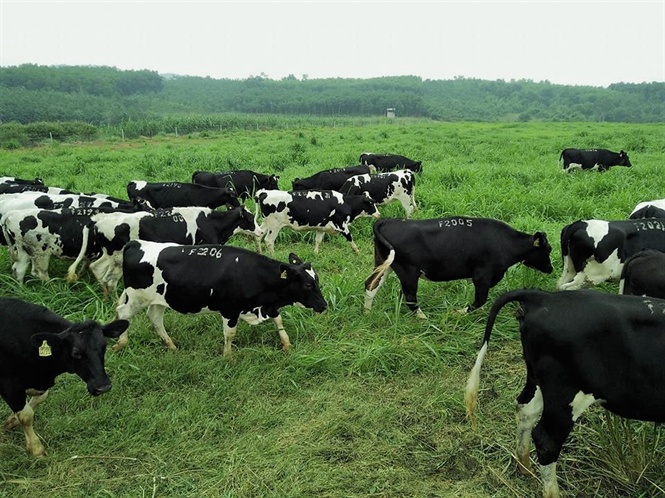 Hơn 12,3 tỷ đồng phát triển bò thịt cao sản và bò sữa