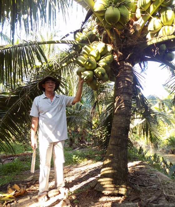 Ông Trần Văn Đen trồng dừa xiêm lùn cho thu nhập cao  Kinh nghiệm làm ăn   Báo ảnh Dân tộc và Miền núi