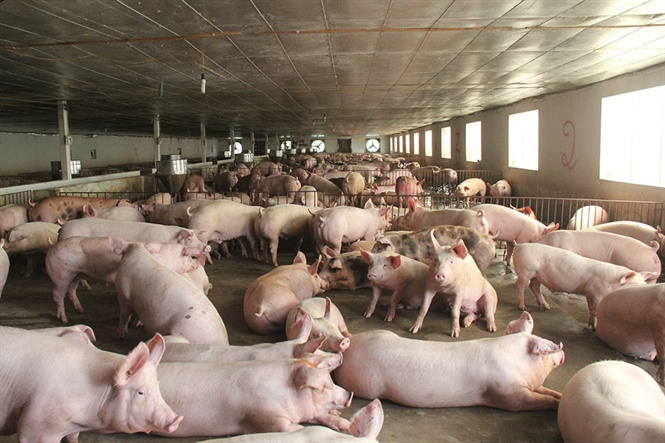 Tổng hợp 96 hình về mô hình chăn nuôi lợn thịt  daotaonec