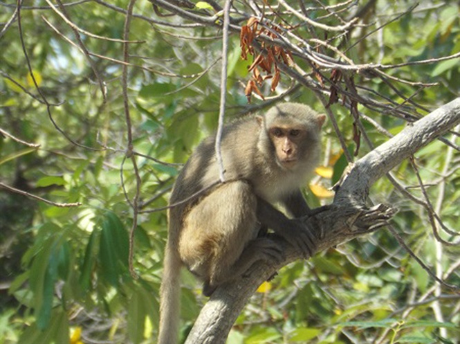 Khỉ tinh khôn: Khỉ tinh khôn luôn là loài động vật đầy thách thức và khó đoán trước. Hãy để trí tưởng tượng bay cao và chiêm ngưỡng khả năng thông minh, đa dạng của loài khỉ này nhé!