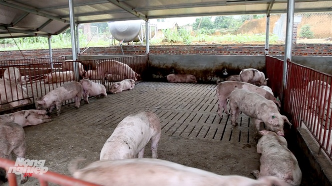 Hiệu quả của mô hình nuôi lợn tiết kiệm nước  Báo Nam Định điện tử