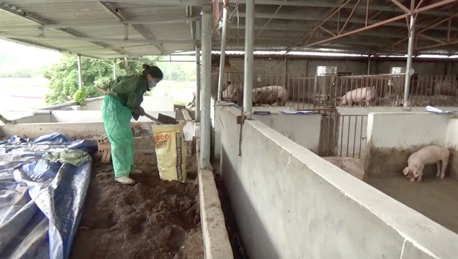 Quy định về xử lý chất thải chăn nuôi Vi phạm quy định về xử lý chất thải  chăn nuôi bị phạt như thế nào