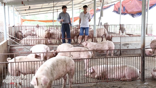 Gã điên xây chuồng nuôi lợn trong bão dịch sau 4 tháng lãi hơn 1 tỷ đồng