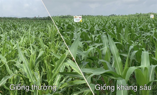 10-07-01_giong_thuong_-_giong_khng_su