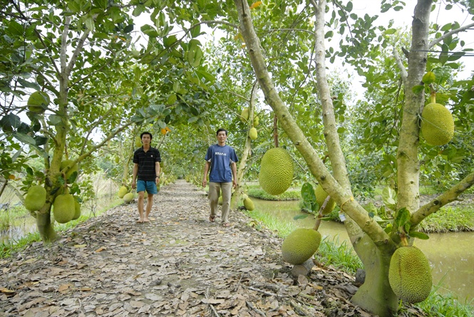 Ra mắt mô hình trồng cây Mít thái siêu sớm  Đài TTTH Huyện Lăk