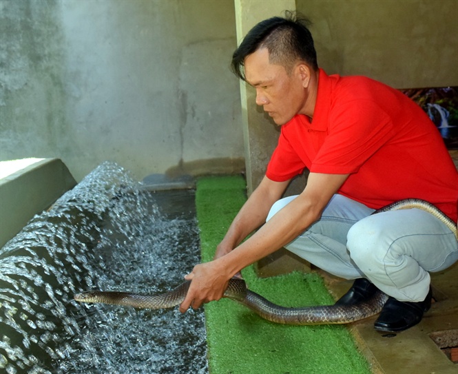 Kỹ thuật nuôi rắn ráo trâu rắn hổ hèo  Bông lúa vàng Việt Nam