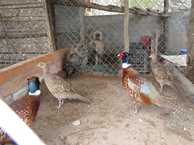 Chim trĩ đỏ 7 màu - Trang trại Phan Minh Hồng