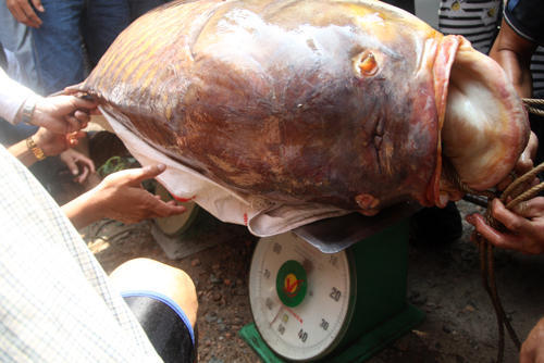 Trọng lượng con cá được xác định 128 kg. Anh Dũng bán được giá 192 triệu đồng.