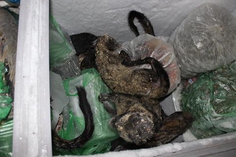 Chồn cầy đã bị giết thịt được cho vào hộp xốp ủ đá mang tới các nhà hàng