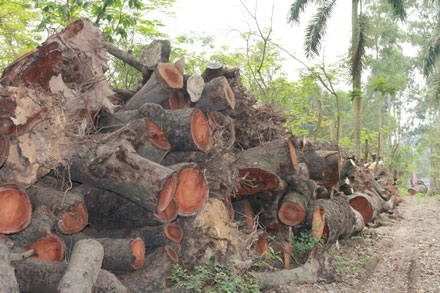 Hàng trăm m3 gỗ xà cừ được tập kết tại bãi thuộc quận Bắc Từ Liêm.