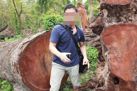 Cận cảnh “kho gỗ” của đề án chặt hạ 6.700 cây xanh
