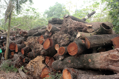 Hàng trăm mét khối gỗ xà cừ bị chặt hạ trên đường Nguyễn Trãi chưa được đấu giá