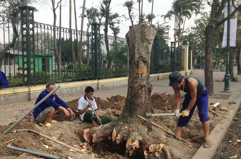 Tổng Thanh tra Chính phủ đề nghị Chủ tịch Hà Nội làm rõ cơ sở chặt hạ cây xanh