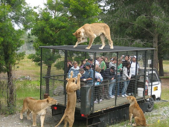 Công viên Lion Park tổ chức cho du khách tham quan sư tử. Ảnh: Mukumela Shuttles
