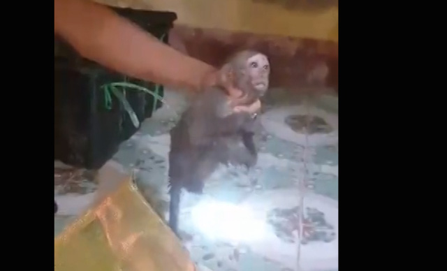   Cá thể khỉ đang sống được CSGT Trạm Diễn Châu giải cứu. (Ảnh: Nguyễn Duy)  
