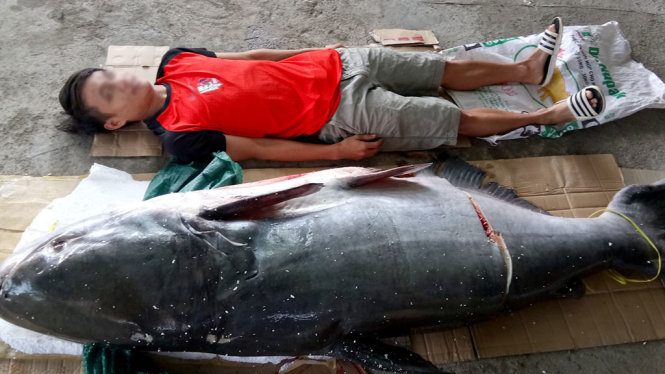 ​Bắt cá úc khủng nặng 130kg trên sông Sêrêpốk 