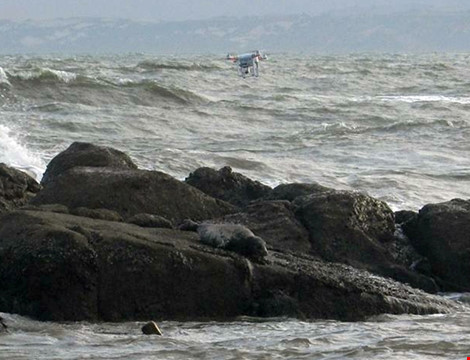 Hải cẩu xám bất ngờ xuất hiện ở biển Bình Thuận