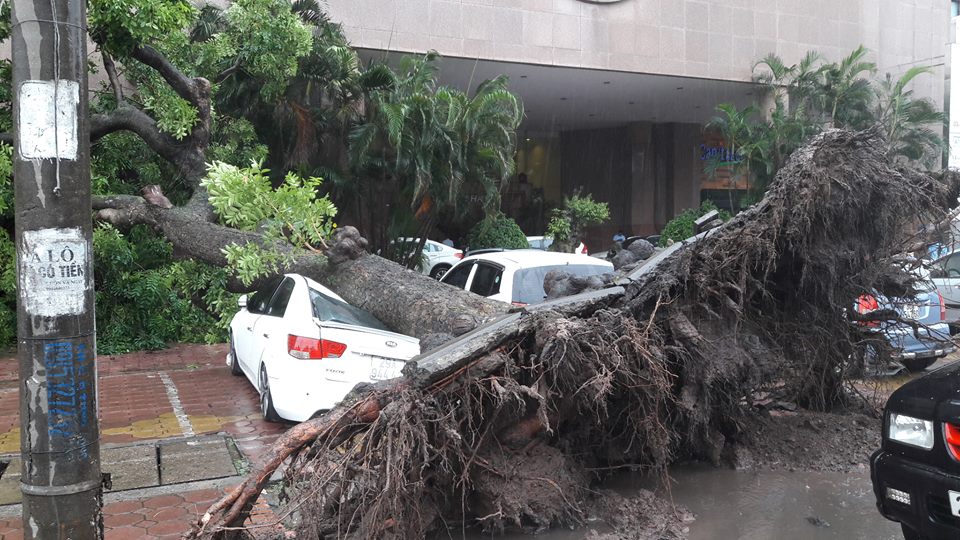 Trong cơn bão số 3, tại Hà Nội có cây to bật gốc nhưng được đánh giá là do cây đã mất phần lớn bộ rễ chứ không phải do bão mạnh. (Ảnh: Phi Quang)