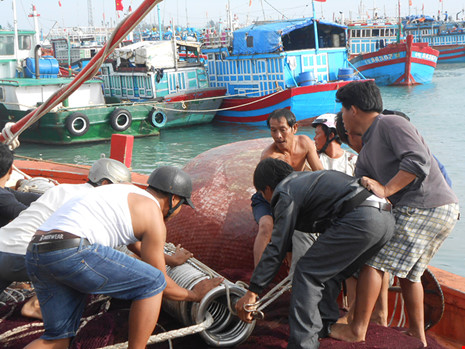 Hàng trăm tàu đánh cá bắt đầu mùa biển mới ra Hoàng Sa - ảnh 1